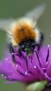 Preview wallpaper bumblebee, bee, flower, pollen, purple, macro