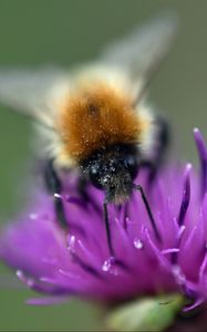 Preview wallpaper bumblebee, bee, flower, pollen, purple, macro