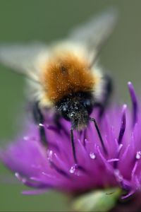 Preview wallpaper bumblebee, bee, flower, pollen, purple, macro