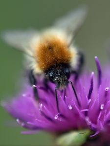 Preview wallpaper bumblebee, bee, flower, pollen, purple, macro
