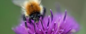 Preview wallpaper bumblebee, bee, flower, pollen, purple, macro