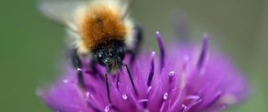 Preview wallpaper bumblebee, bee, flower, pollen, purple, macro