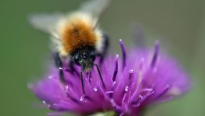 Preview wallpaper bumblebee, bee, flower, pollen, purple, macro