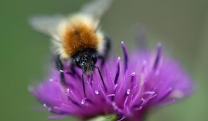 Preview wallpaper bumblebee, bee, flower, pollen, purple, macro