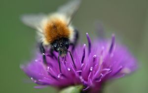 Preview wallpaper bumblebee, bee, flower, pollen, purple, macro
