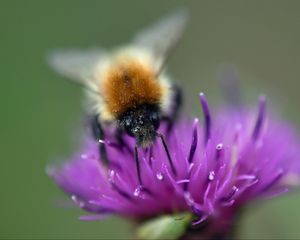Preview wallpaper bumblebee, bee, flower, pollen, purple, macro