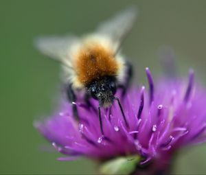 Preview wallpaper bumblebee, bee, flower, pollen, purple, macro