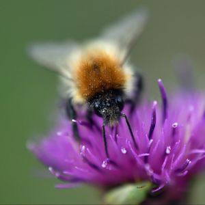 Preview wallpaper bumblebee, bee, flower, pollen, purple, macro