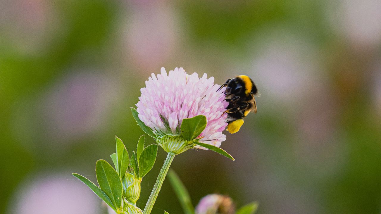 Wallpaper bumblebee, clover, flower, macro