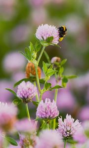 Preview wallpaper bumblebee, clover, flower, macro