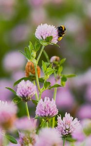 Preview wallpaper bumblebee, clover, flower, macro