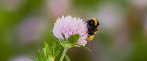 Preview wallpaper bumblebee, clover, flower, macro