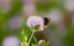 Preview wallpaper bumblebee, clover, flower, macro