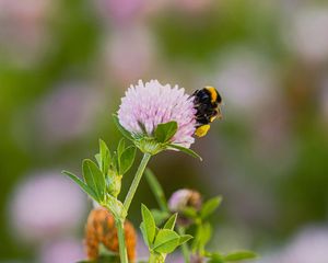 Preview wallpaper bumblebee, clover, flower, macro