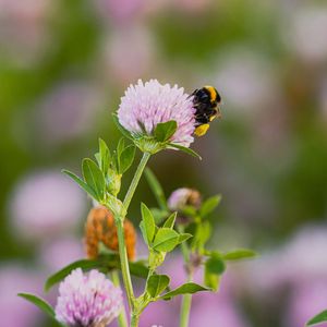 Preview wallpaper bumblebee, clover, flower, macro