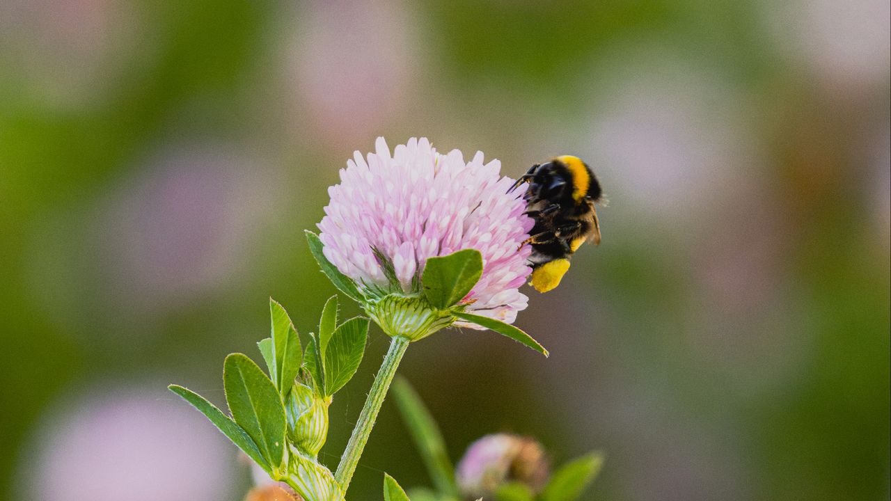 Wallpaper bumblebee, clover, flower, wildflower, macro