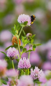 Preview wallpaper bumblebee, clover, flower, wildflower, macro