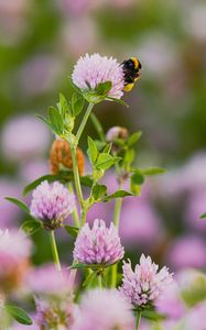 Preview wallpaper bumblebee, clover, flower, wildflower, macro