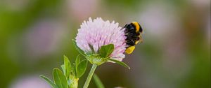 Preview wallpaper bumblebee, clover, flower, wildflower, macro