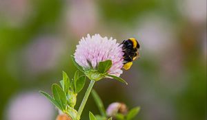 Preview wallpaper bumblebee, clover, flower, wildflower, macro