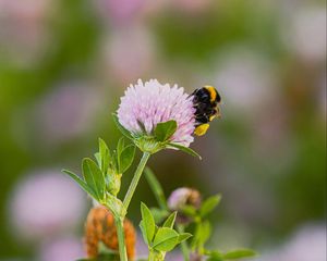 Preview wallpaper bumblebee, clover, flower, wildflower, macro