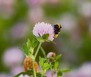 Preview wallpaper bumblebee, clover, flower, wildflower, macro