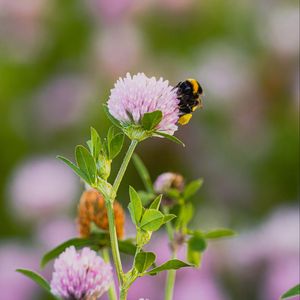 Preview wallpaper bumblebee, clover, flower, wildflower, macro