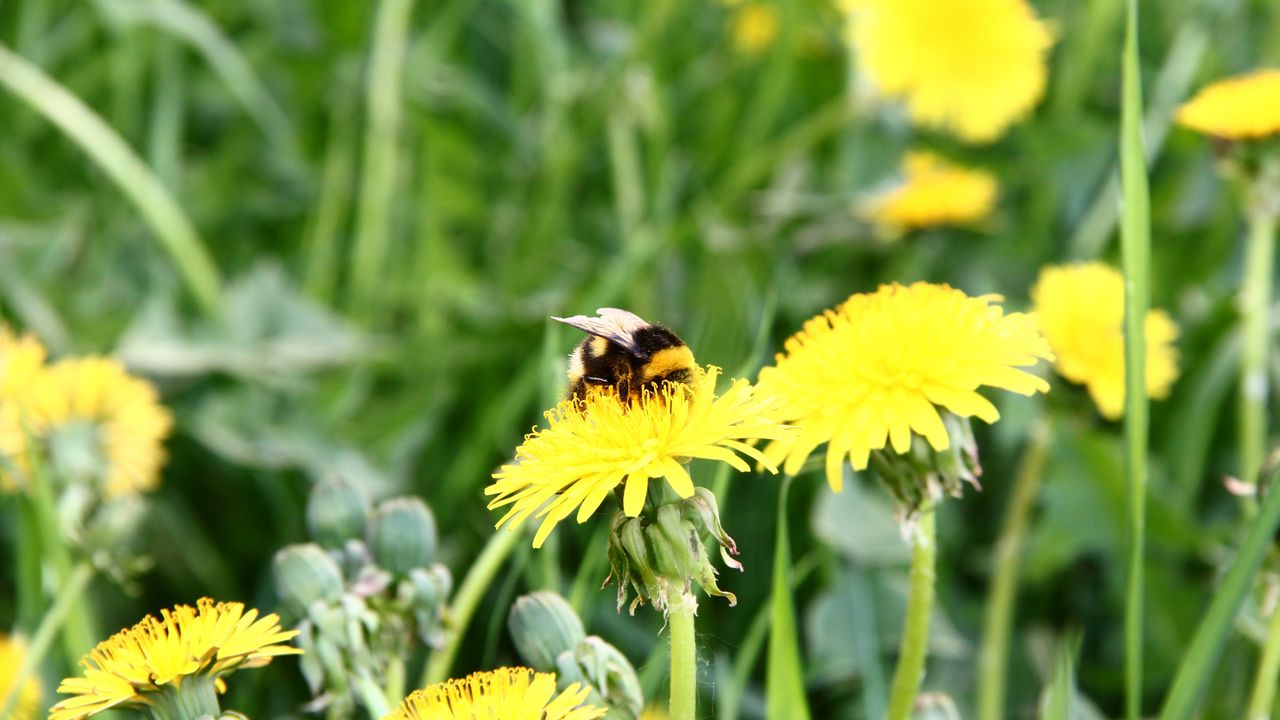 Wallpaper bumblebee, dandelion, pollination, grass, field