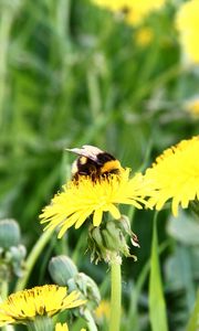 Preview wallpaper bumblebee, dandelion, pollination, grass, field