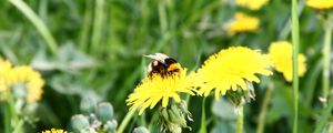 Preview wallpaper bumblebee, dandelion, pollination, grass, field