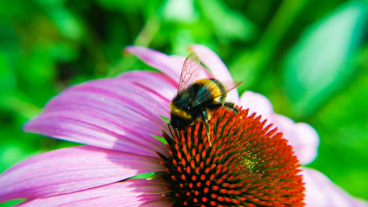 Wallpaper bumblebee, echinacea, flower, macro