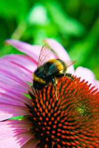 Preview wallpaper bumblebee, echinacea, flower, macro