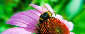Preview wallpaper bumblebee, echinacea, flower, macro
