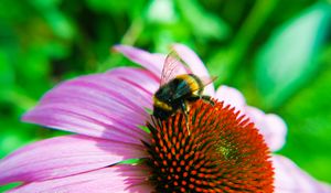 Preview wallpaper bumblebee, echinacea, flower, macro