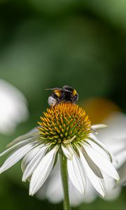 Preview wallpaper bumblebee, echinacea, petals, flower, macro