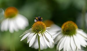 Preview wallpaper bumblebee, echinacea, petals, flower, macro