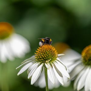 Preview wallpaper bumblebee, echinacea, petals, flower, macro