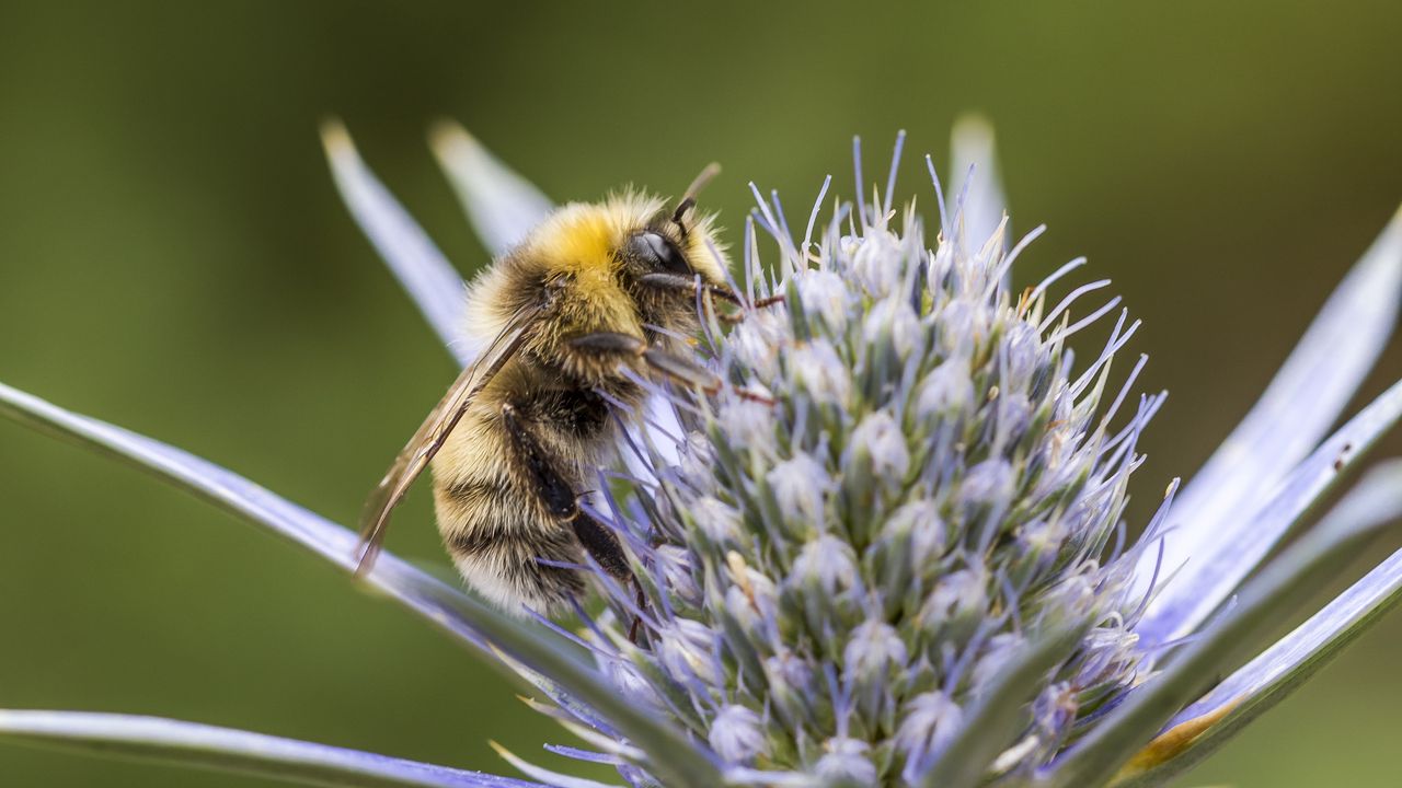 Wallpaper bumblebee, eryngium, macro, blur