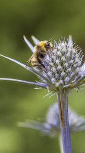 Preview wallpaper bumblebee, eryngium, macro, blur