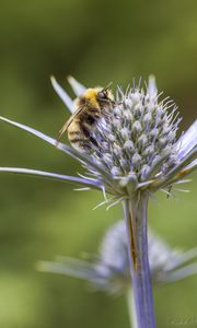 Preview wallpaper bumblebee, eryngium, macro, blur