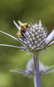 Preview wallpaper bumblebee, eryngium, macro, blur