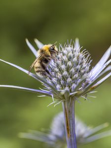 Preview wallpaper bumblebee, eryngium, macro, blur
