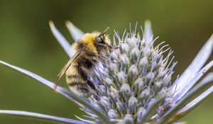 Preview wallpaper bumblebee, eryngium, macro, blur