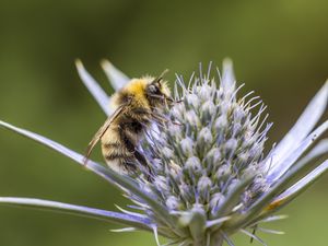 Preview wallpaper bumblebee, eryngium, macro, blur