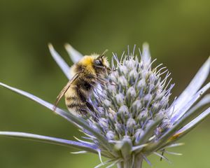 Preview wallpaper bumblebee, eryngium, macro, blur