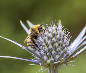 Preview wallpaper bumblebee, eryngium, macro, blur