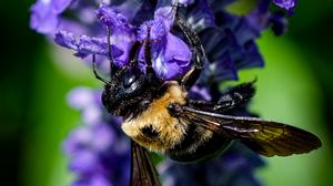 Preview wallpaper bumblebee, flower, blur, macro, blue