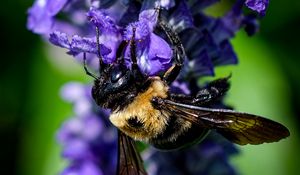 Preview wallpaper bumblebee, flower, blur, macro, blue