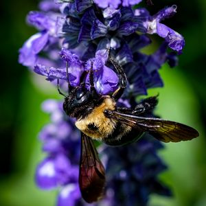 Preview wallpaper bumblebee, flower, blur, macro, blue