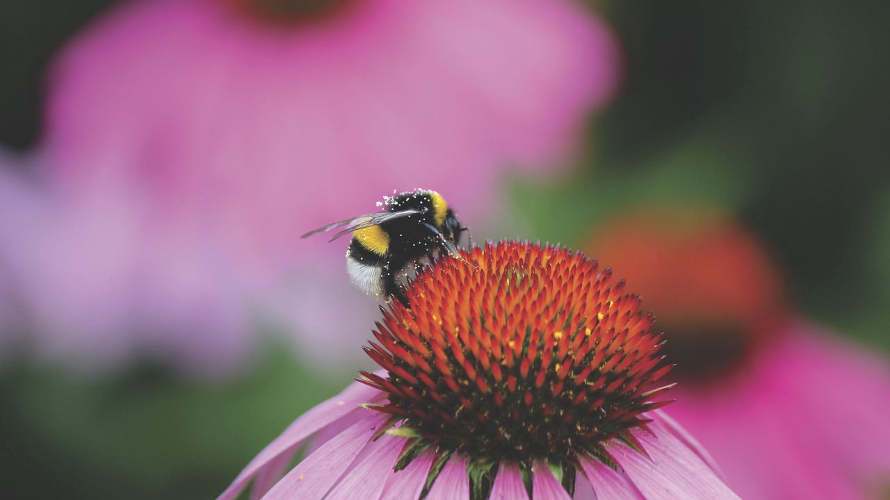 Wallpaper bumblebee, flower, bud, pollen